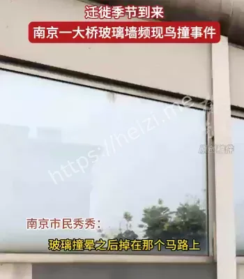 大桥玻璃墙撞鸟